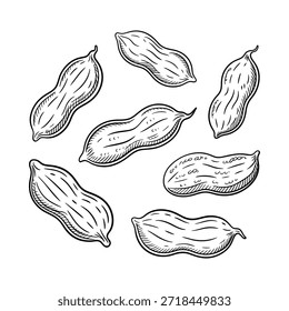 Ilustração desenhada à mão de amendoins em um estilo preto e branco simples