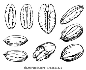 Hand drawn illustration of pecans and nutshells. Handwritten graphic technique