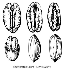 Hand drawn illustration of pecans and nutshells. Handwritten graphic technique