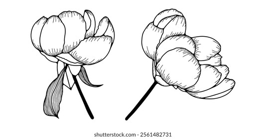 Hand drawn illustration of peony flowers with leaves isolated on white background. Vector floral illustration
