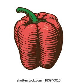 Hand Drawn Illustration of a Pepper (Capsicum)