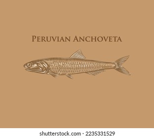 Hand drawn illustration of Peruvian anchoveta fish with details and highlights.