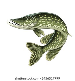 Hand Drawn Illustration of Pike Fish