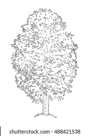 hand drawn illustration of pine cones. sketch of botanical, isolated vector