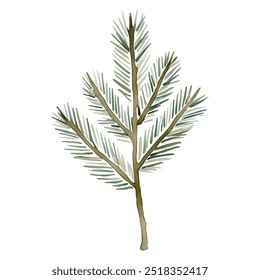 Hand drawn illustration with pine Watercolor fir branch. Green spruce branch. 