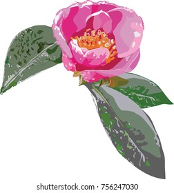 Hand drawn illustration of pink Camellia flower and leaves