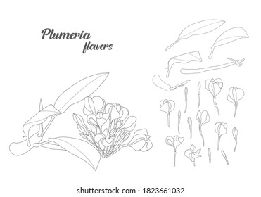 Hand drawn illustration of  Plumeria flowers with elements set 