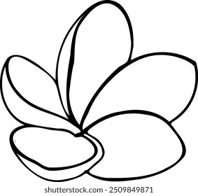 Hand drawn illustration of Plumeria tropical flower in line art style isolated on a white background.