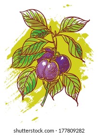 hand drawn illustration of plums