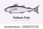 Hand drawn illustration of pollock fish or pollack can be used in logo designs, packaging labels, fishing illustration, seafood menu book and other prints. Isolated vector.