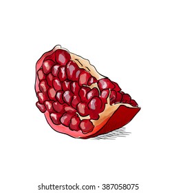 Hand drawn illustration of pomegranate. Vector illustration.