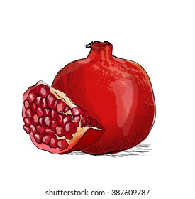 Hand drawn illustration of pomegranate. Vector illustration.