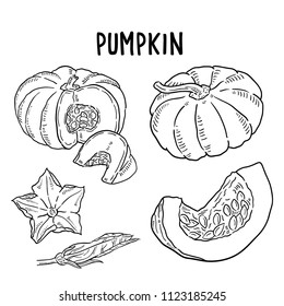 Hand drawn illustration of pumpkin