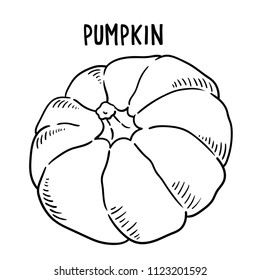 Hand drawn illustration of pumpkin.