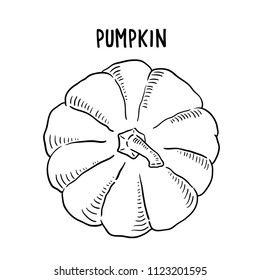 Hand drawn illustration of pumpkin.