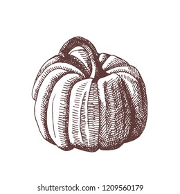 Hand drawn illustration of pumpkin. Vector vintage drawing of autumn element.