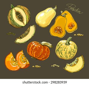 Hand drawn illustration of pumpkin. Vector realistic illustration.