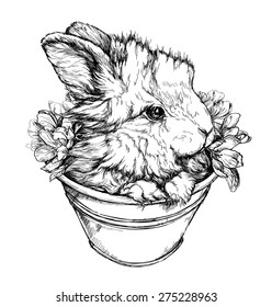 Hand drawn illustration of a rabbit.