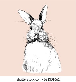 hand drawn illustration of rabbit