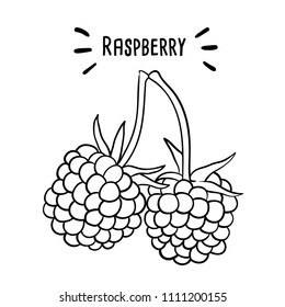 Hand drawn illustration of Raspberry.
