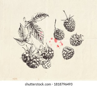 Ilustración a mano de la rama de frambuesa con bayas y hojas, dibujo botánico detallado