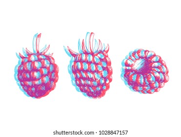 Hand drawn illustration of raspberry isolated on white background. Vector engraving fruit sketch. Anaglyph 3d stereo effect.