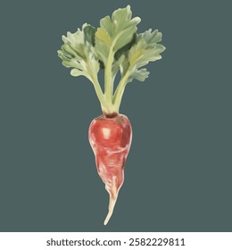 A hand drawn illustration of a red radish, ideal for fresh produce branding, gardening, and health related designs.