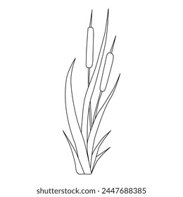 Hand drawn illustration of reed cattail typhus in a water river. Flora of rivers and swamps. Vector.  Eps 10. 