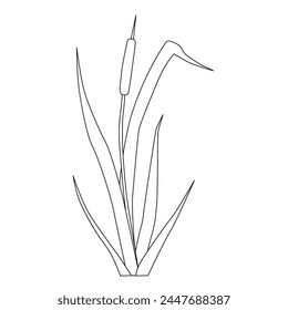 Hand drawn illustration of reed cattail typhus in a water river. Flora of rivers and swamps. Vector.  Eps 10. 