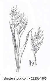 Hand drawn illustration of rice