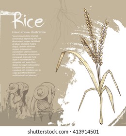 hand drawn illustration of rice. rice background design