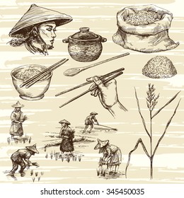 hand drawn illustration, rice harvest