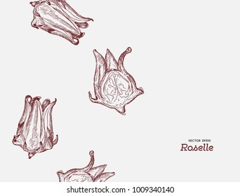 Hand Drawn Illustration Roselle Flower .