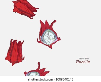 Hand Drawn Illustration Roselle Flower .