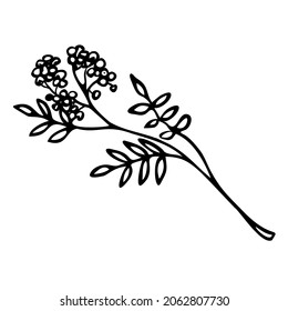 Hand drawn illustration of rowan branch in doodle style.