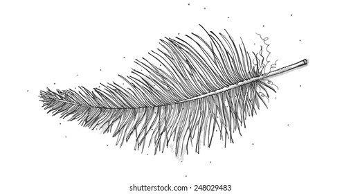 Hand drawn illustration of a ruffled feather