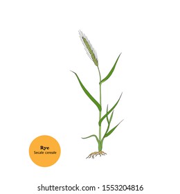 Hand drawn illustration of Rye,  Secale cereale plant with leaves, stem, roots and seeds. Use for food, forage, fodder.