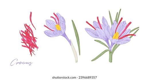 Hand drawn illustration of saffron crocus, garden flower and popular eastern spice