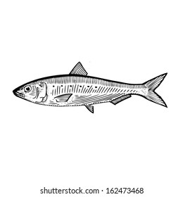 Hand Drawn Illustration of a Sardine