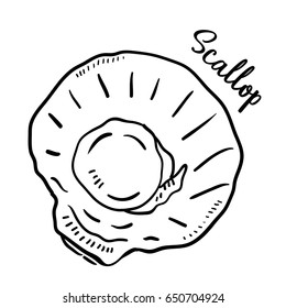 Hand drawn illustration of Scallop.