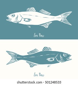 Hand Drawn Illustration of a Sea Bass, Dicentrarchus labrax, positive and negative
