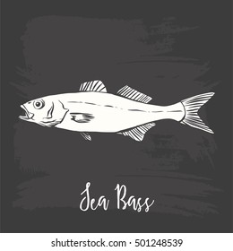Hand Drawn Illustration of a Sea Bass, Dicentrarchus labrax, on blackboard
