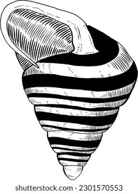Hand drawn illustration of a seashell in black and white, summer tropical vector image for clothing, home decor, cards and templates, scrap booking, post cards, frames.
