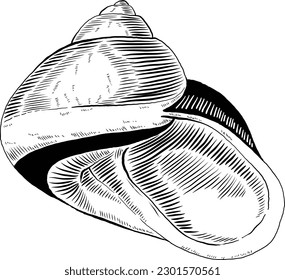 Hand drawn illustration of a seashell in black and white, summer tropical vector image for clothing, home decor, cards and templates, scrap booking, post cards, frames.