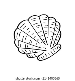 A hand drawn illustration of a seashell isolated on white background. A vector illustration EPS10