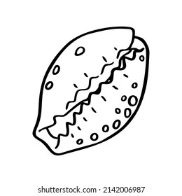 A hand drawn illustration of a seashell isolated on white background. A vector illustration EPS10