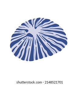 A hand drawn illustration of a seashell isolated on white background. A vector illustration EPS10