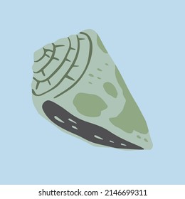 A hand drawn illustration of a seashell. A vector illustration EPS10