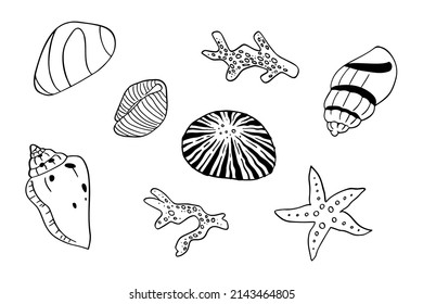 A hand drawn illustration of seashells and corals. Tropical underwater design elements, isolated on white background. A vector illustration EPS10