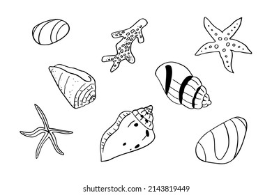 A hand drawn illustration of seashells and corals. Tropical underwater design elements, isolated on white background. A vector illustration EPS10